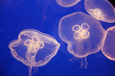 Los científicos a la caza de la medusa inmortal, que invade océanos, para encontrar la fuente de la juventud eterna