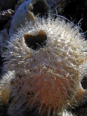 El primer animal que vivió en la Tierra hace 635 millones de años fue la esponja marina