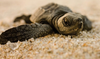 La hora de las tortugas: excepcional nacimiento de 66 mil crías que fueron liberadas