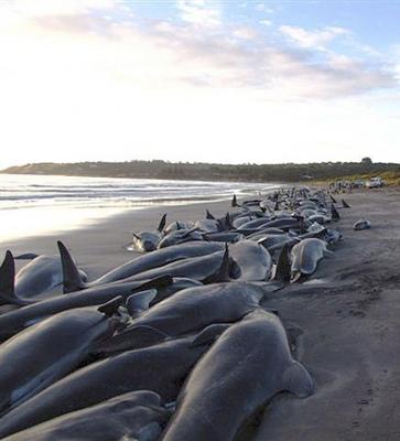 Australia: mueren más de un centenar de ballenas varadas