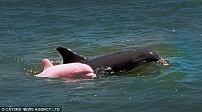 Captaron imágen de un raro delfín de color rosa