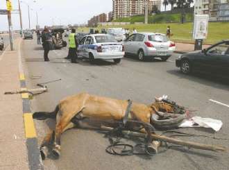 El doloroso trajinar de los caballos por la ciudad de Montevideo