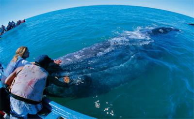 National Geographic transmite un documental sobre el descomunal mundo de la ballena azul