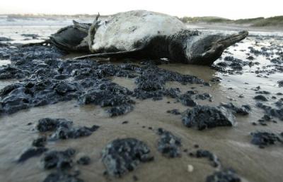 Inexplicable: centenares de pingüinos aparecen muertos en una playa de Chile