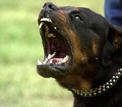 En La Plata detienen a un adolescente que salía a robar con un Rottweiler