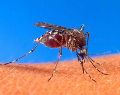 El Ministerio de Salud de Buenos Aires alertó sobre un nuevo mosquito, "más resistente"