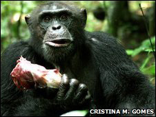 Carne por sexo... entre chimpancés