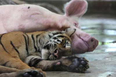 Un tigre y un cerdo comparten la siesta en zoo de Tailandia