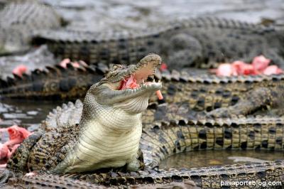 En Australia, un cocodrilo se comió a un nadador de 20 años