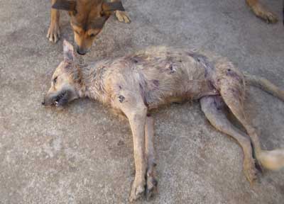 Infierno en Murcia: "Hay cachorros muertos en las jaulas"
