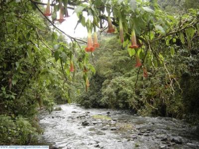 Tragedia en Ecuador: cinco niños que iban a pescar mueren en crecida del río San Pedro