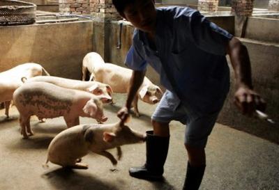La fiebre porcina ya cobró 60 muertos en México e infectó a 7 personas en Estados Unidos