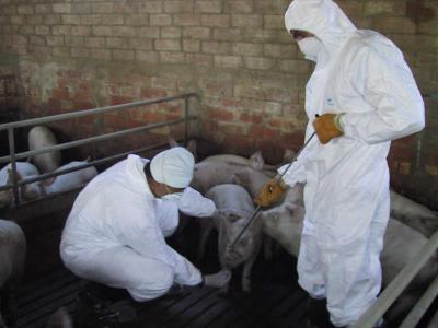 Letal fiebre porcina: van 68 muertos y 1.004 infectados en el Valle de México