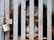 Un zoológico australiano, evacuado después de la fuga de un orangután