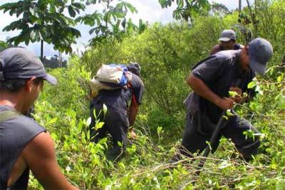 Policía de Guatemala erradica 182 millones de matas de amapola y marihuana