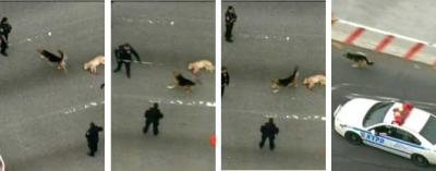 Un perro salva a otro de morir atropellado en medio de una carretera de Nueva York