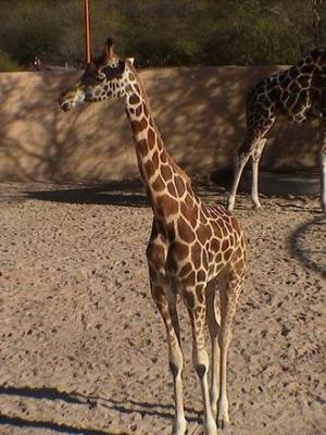 El zoo de Montevideo es un peligro para los animales; murió otra jirafa