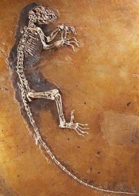 Extraordinario: en Alemania hallan fósil de 47 millones de años que terminaría con la búsqueda del eslabón perdido