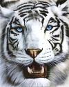 Tigre blanco mata a su cuidador en zoo de Nueva Zelanda