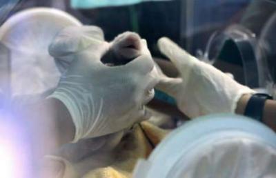 Nace en Tailandia oso panda de 200 gramos concebido por inseminación artificial