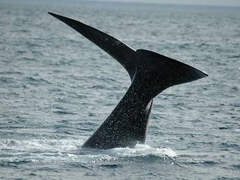 Chubut muestra por internet la impresionante vigilia de ballenas