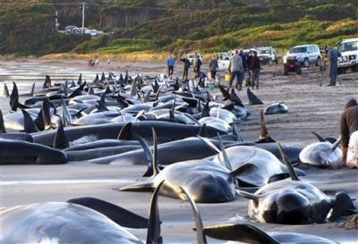 Sacrificarán a más de 30 ballenas varadas en Sudáfrica