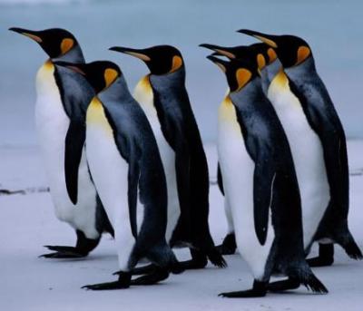 Localizan una colonia de pingüinos tras ver sus excrementos desde el espacio