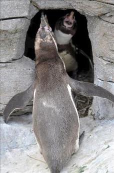 Los pingüinos homosexuales de Alemania dan lecciones de paternidad