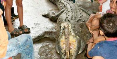 Colombia: un caimán mata a niña de 6 años en el río Sardinata