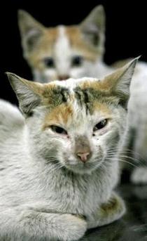 Chile: Una mujer va a prisión tras negarse a dejar de vivir con tres gatas