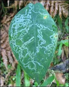Hallan en la selva de Ecuador una planta que se hace la enferma