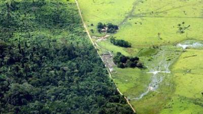 Soya en la selva (o por qué las empresas desean tanto comprar la Amazonía)