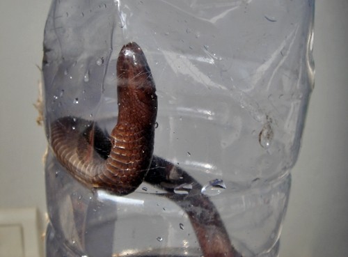 Una serpiente es capaz de hacer huir hacia sus fauces a la presa, invirtiendo el mecanismo de escape
