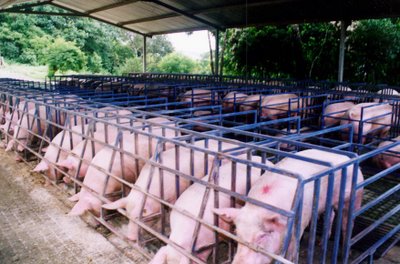 Detectan la gripe A (H1N1) en cerdos de una granja de la provincia de Buenos Aires