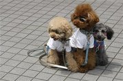 Japón pide donaciones de sangre canina para mascotas