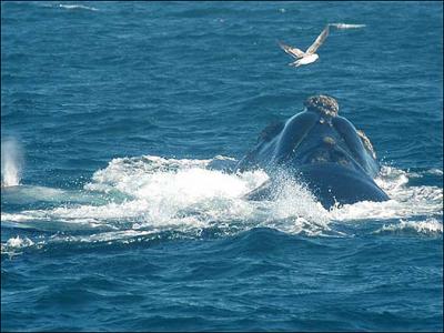 Gaviotas amenazan a ballenas en Argentina