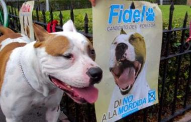 Fidel, un perro candidato que busca votos entre los mexicanos desilusionados