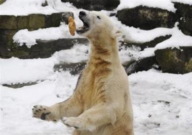 Berlín: el oso polar Knut da para todos