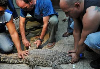 Un cocodrilo cubano repatriado tras vivir varios años en España
