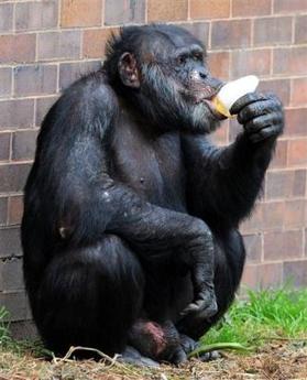 El zoo de Río de Janeiro indemnizará a una visitante a quien un chimpancé tiró una piedra