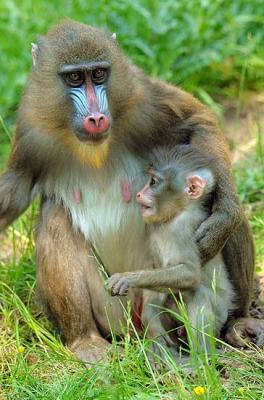 Un zoo de Alemania cambia el nombre del mono 'Obama' tras las críticas