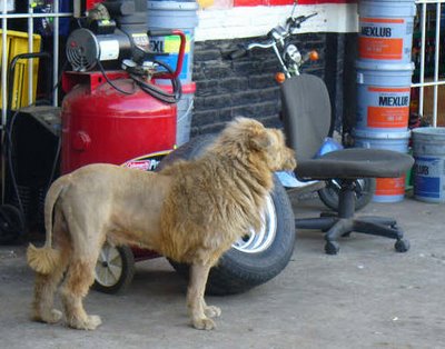 España: Descubren un león paseando por las calles de Salou como si fuera un perro