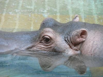 Colombia: Divulgación de fotos de la cacería del hipopótamo 'Pepe' generan enorme controversia