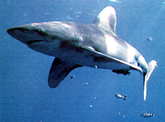 Encuentran un tiburón vivo de 3 metros de longitud en una playa de Menorca