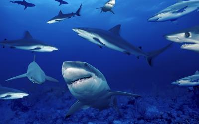 Víctimas de ataques de tiburones los defienden