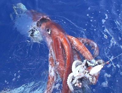 Invasión de calamares gigantes causa revuelo en California