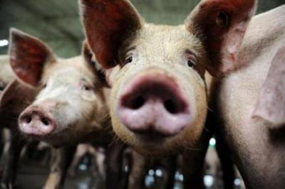 La gripe porcina se propaga como un rayo por todo el mundo