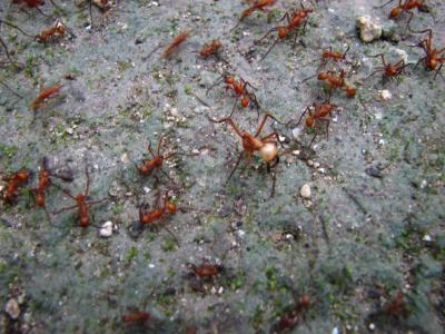 Un hombre muere picado por hormigas en Bolivia