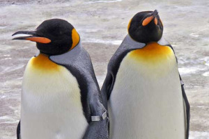 Famosa pareja de pingüinos gay se separa por una hembra