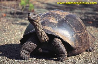La tortuga gigante de Galápagos sigue luchando